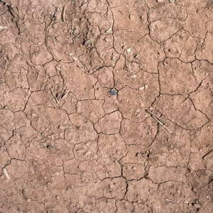 Surface soil 3