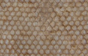 3D TEXTURES