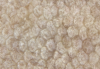 3D TEXTURES