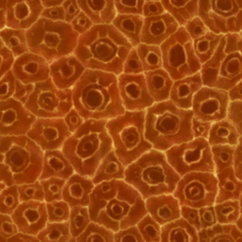 3D TEXTURES