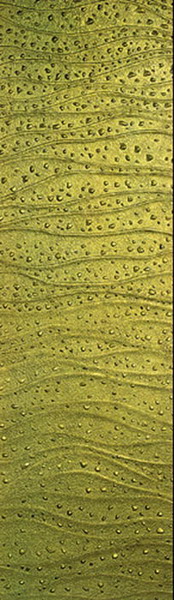 Classical Wavy Glass Wall Mat Glass Texture Map Download Free 