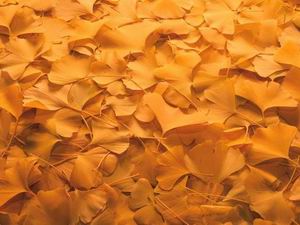 Plant debris maps