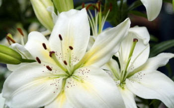 A widescreen Featured floral wallpaper