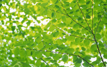 Of boutique green plants wallpaper