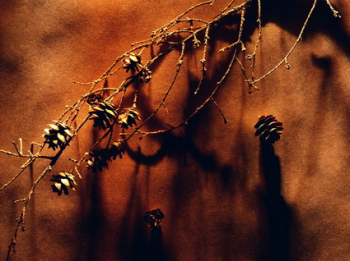 Millennium biological desktop wallpaper
