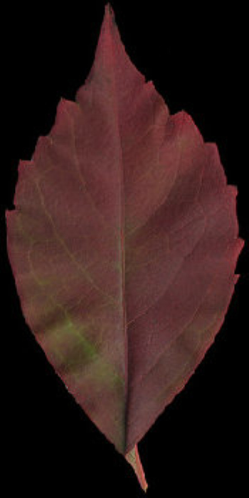 Leaf and bark pattern material