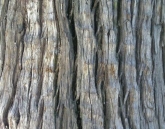 Classicals-Bark004(TIF File Types)