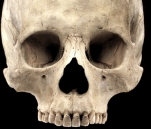 New Fines   s22-Skull Of Human 20