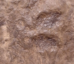 New Fines   s32-Desert And Wasteland 30