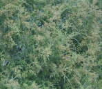 Fine 3D Texture Collections 39-Shrubs 35