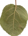 Leaves 27