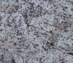 Nature of the Grey series-16