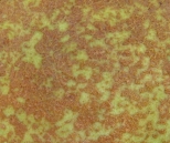 Nature of the Yellow Series-12