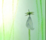 Printing glass3