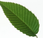 All kinds of leaves-1