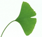 All kinds of leaves-2