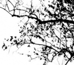 Tree shadow