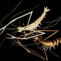Reed painting of prawn PS Post-mapping download